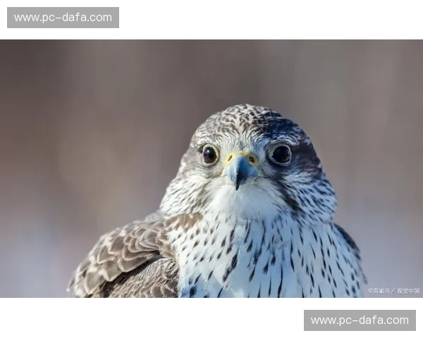 蜂鸣与鹰啸：谁才是东部天空最华丽的掠食者？